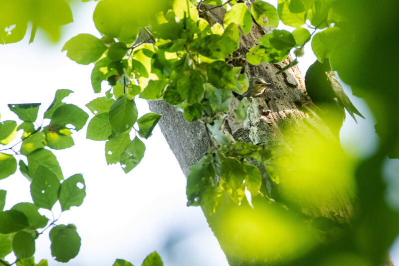 Jeune Etourneau sansonnet sortant sa tête d’un trou dans l’arbre